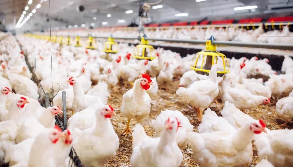 "سعر الكيلو بكام النهاردة".. أسعار الفراخ البيضاء اليوم الجمعة 10 أبريل 2026 في الأسواق