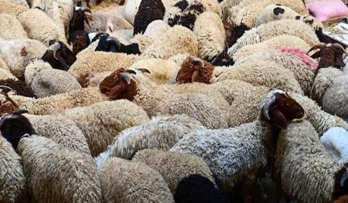 احجز قبل عيد الأضحى.. أسعار وأماكن حجز صكوك الأضاحي 2026 في جميع المحافظات