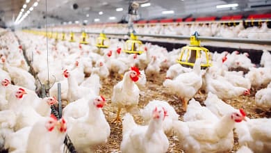 "سعر الكيلو بكام النهاردة".. أسعار الفراخ البيضاء اليوم الجمعة 10 أبريل 2026 في الأسواق