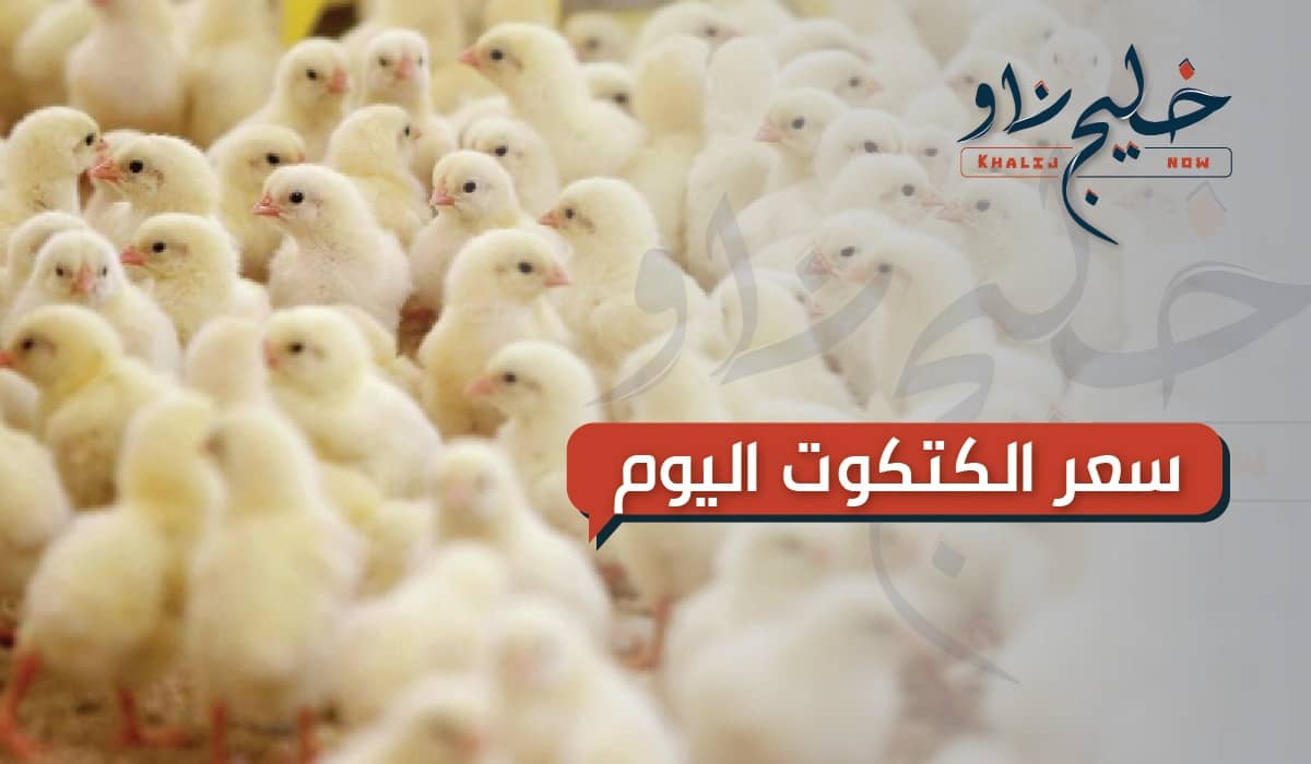 تعرف على سعر الكتكوت اليوم في كبرى الشركات