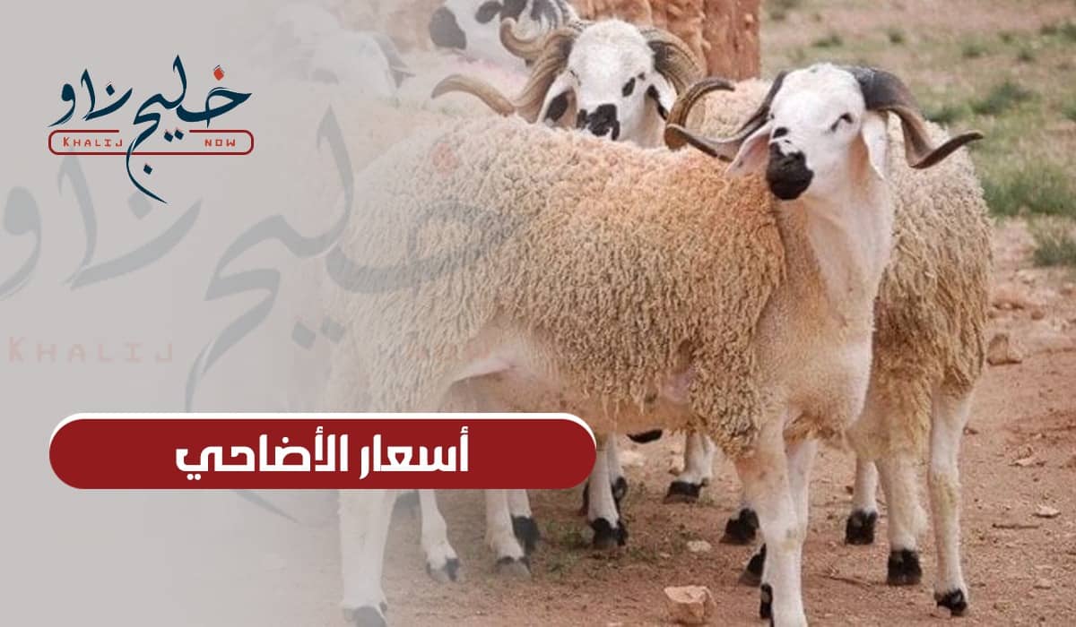 قبل عيد الأضحى.. تعرف على أسعار الأضاحي في الأسواق المصرية 2025