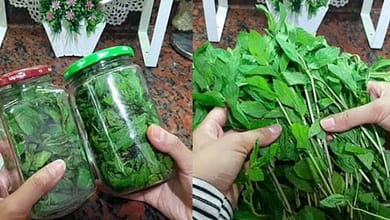 طرق تخزين النعناع