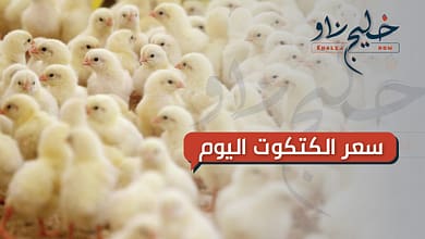 تعرف على سعر الكتكوت اليوم في كبرى الشركات