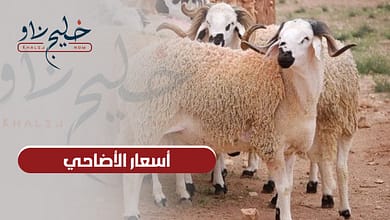 قبل عيد الأضحى.. تعرف على أسعار الأضاحي في الأسواق المصرية 2025