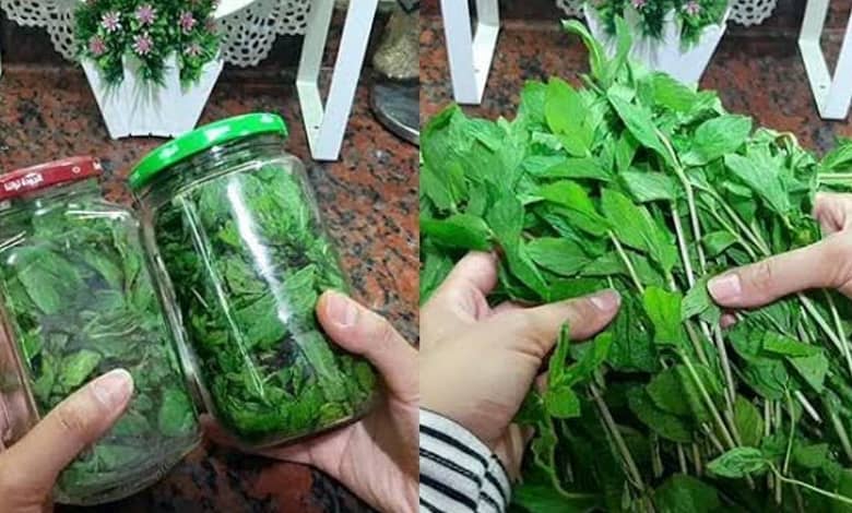 طرق تخزين النعناع