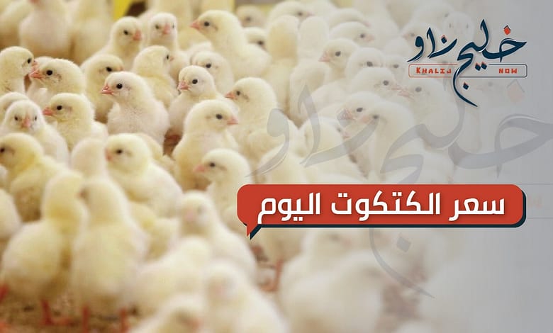 تعرف على سعر الكتكوت اليوم في كبرى الشركات