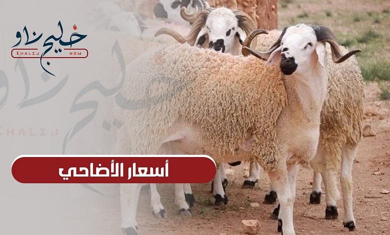 قبل عيد الأضحى.. تعرف على أسعار الأضاحي في الأسواق المصرية 2025